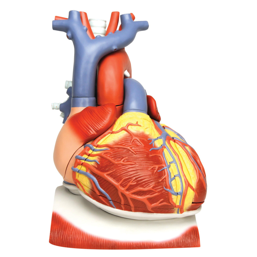 心臓，横隔膜付，3倍大・10分解モデル - 日本スリービー・サイエンティ 