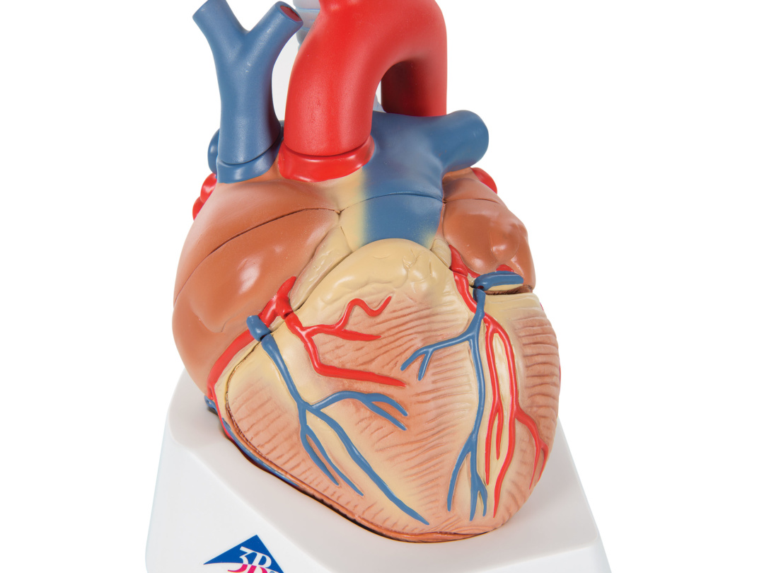 心臓，1.5倍大・7分解モデル | 日本スリービー・サイエンティフィック