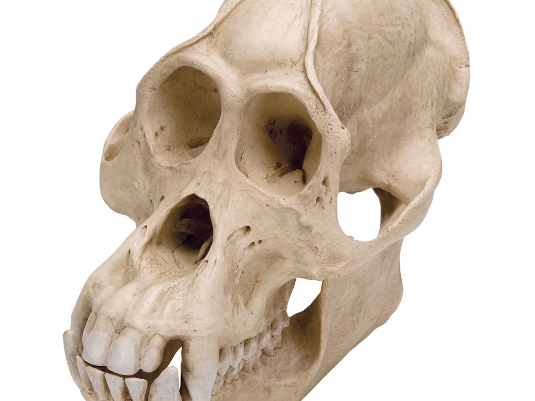 オランウータン オス ボルネオ 骨格標本 レプリカ 頭蓋骨 スカル 