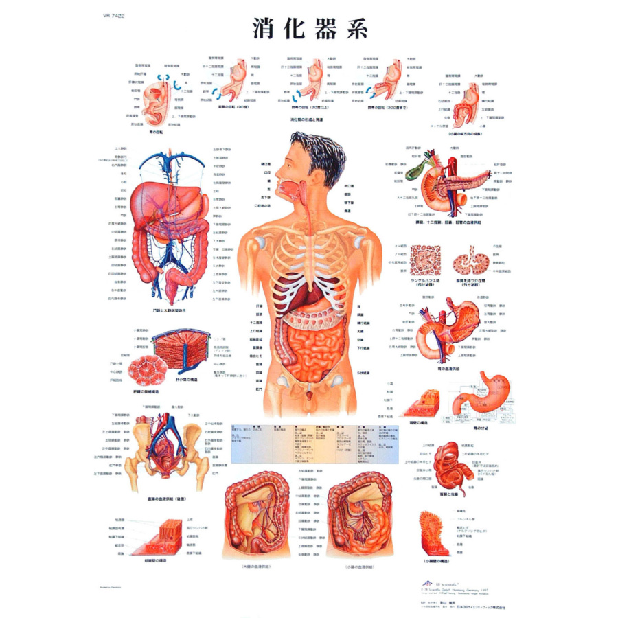 医学チャート 消化器系 A3 日本スリービー サイエンティフィック