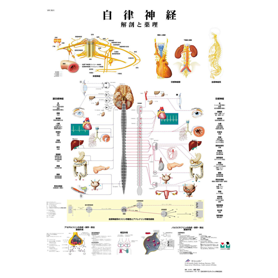 医学チャート 自律神経 A3 日本スリービー サイエンティフィック