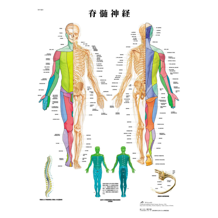 医学ポスター（人体解剖図・チャート）｜3B Scientific