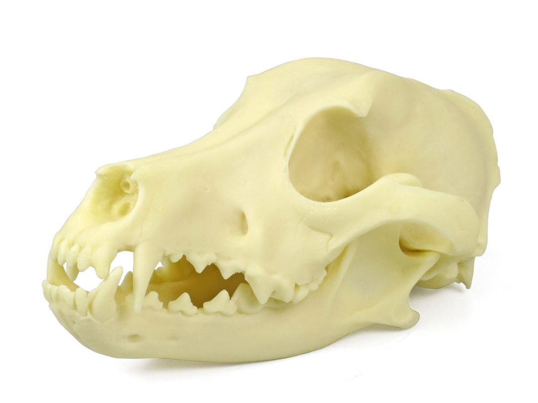 イヌの頭蓋骨模型 日本スリービー サイエンティフィック