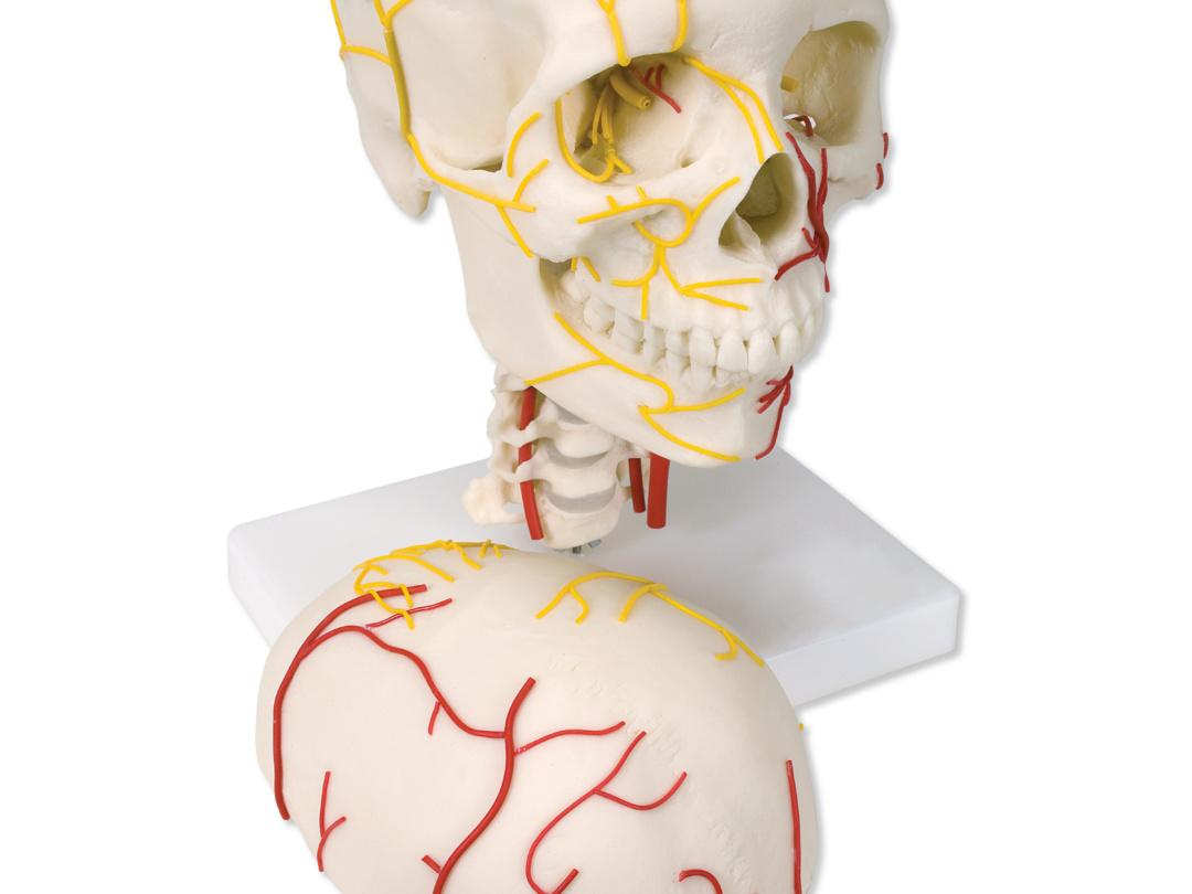 頭蓋，神経血管表示モデル - 日本スリービー・サイエンティフィック