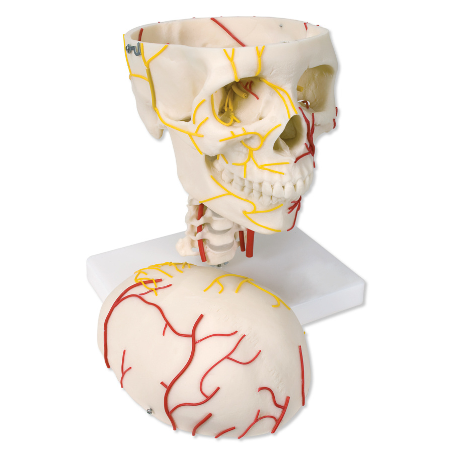 当店限定販売】 #2309 頭部神経構造モデル 頭蓋骨模型 人体模型 