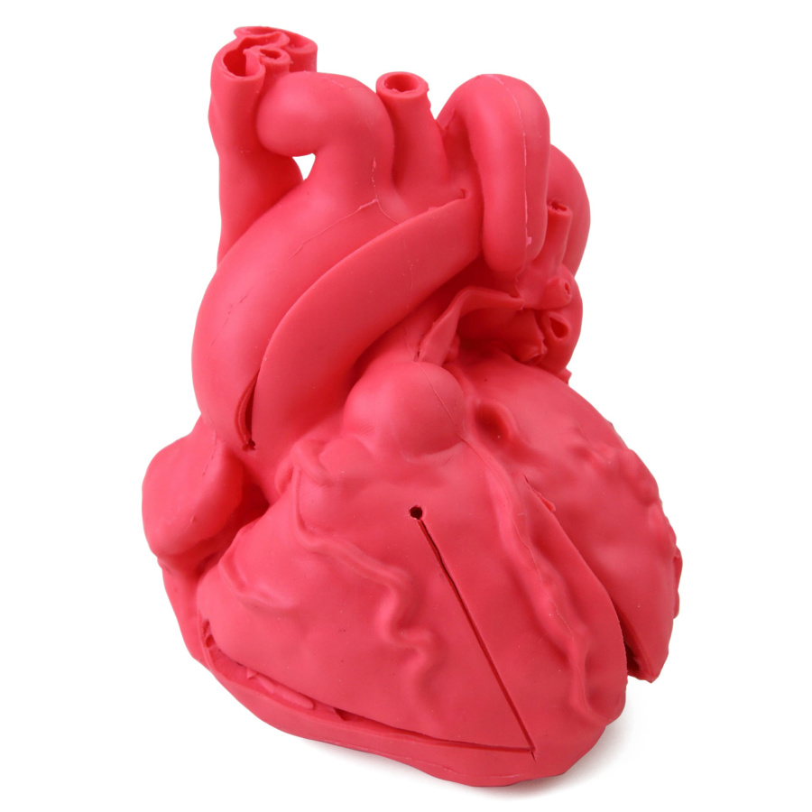 軟質素材の心臓模型 | 日本スリービー・サイエンティフィック