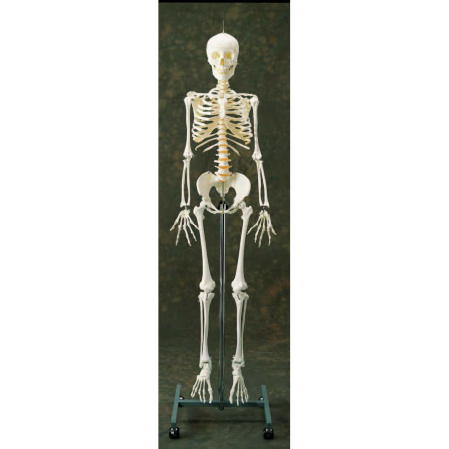 日本人女性骨格交連複製模型，吊下げ式 - 日本スリービー・サイエン