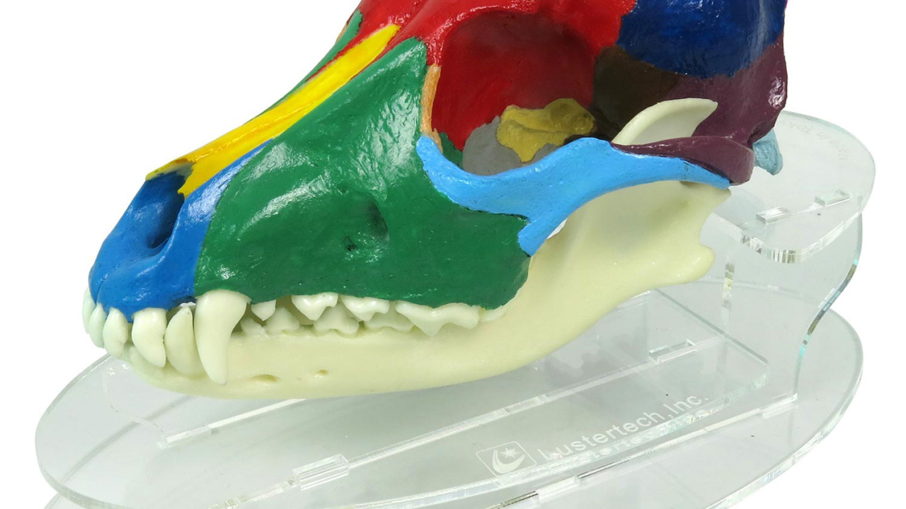 イヌの頭蓋骨カラー模型 日本スリービー サイエンティフィック