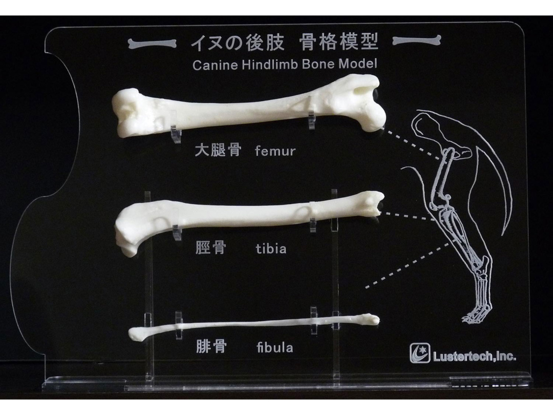 イヌの後肢骨格模型 - 日本スリービー・サイエンティフィック