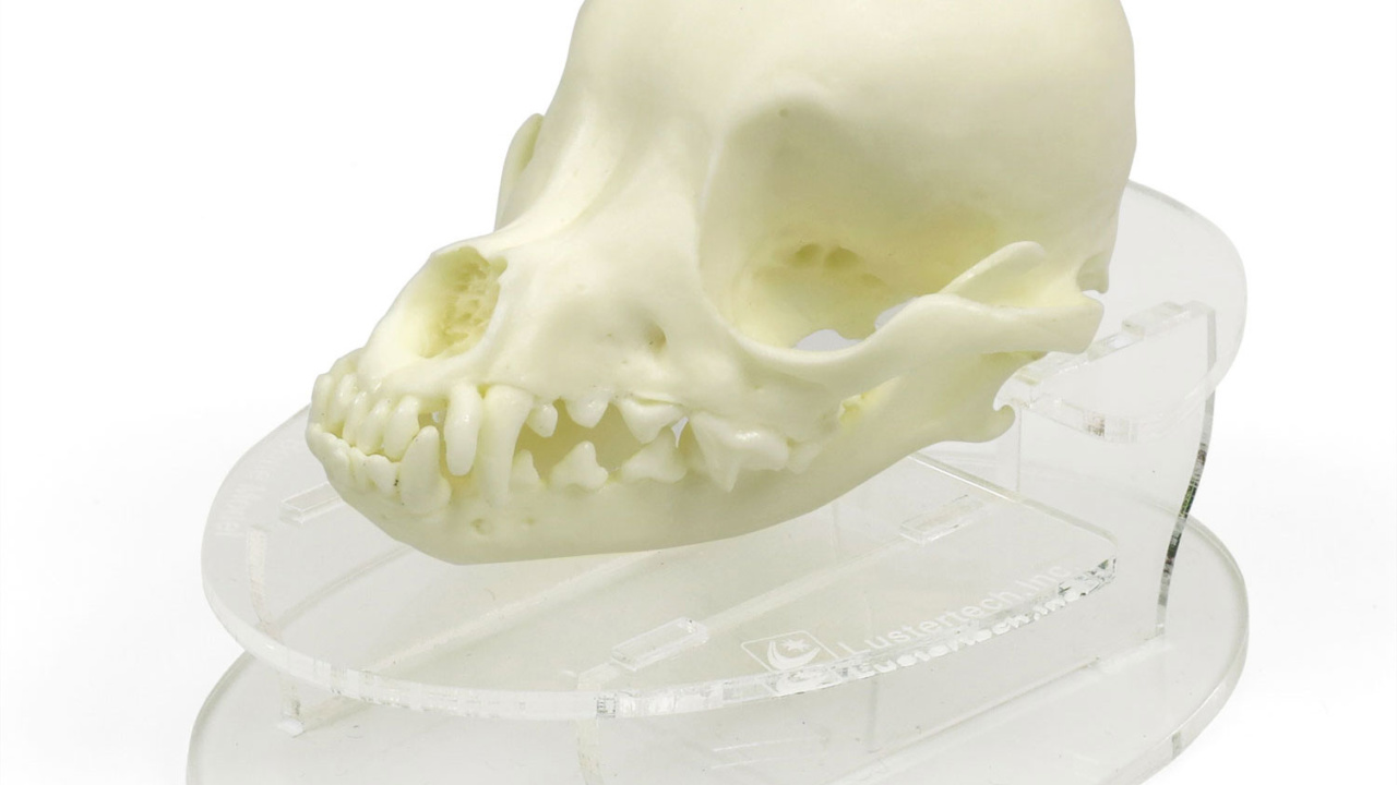 チワワ頭蓋骨模型，飾り台付き - 日本スリービー・サイエンティフィック